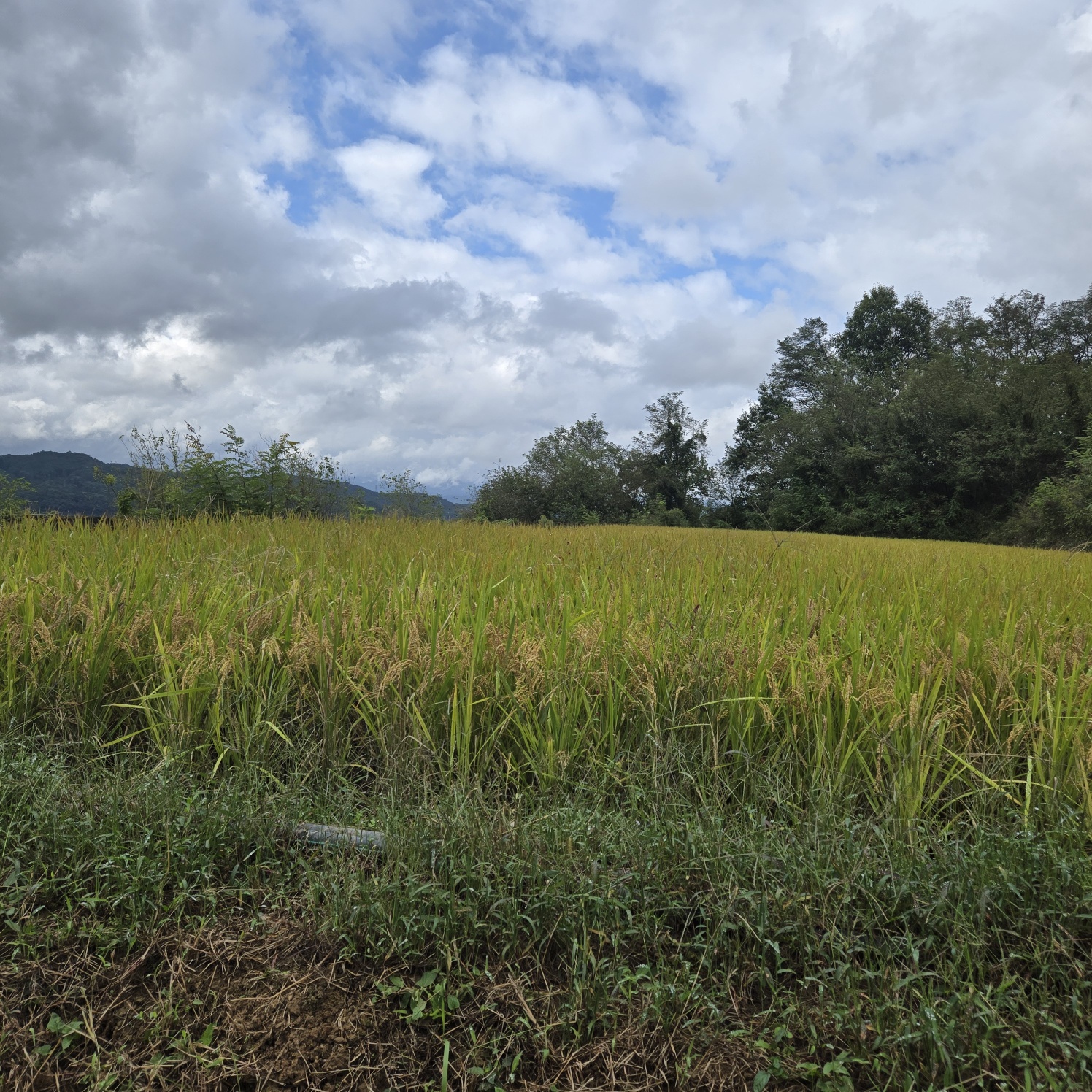급매 전망공기좋은 텃밭주택지 사진 - 8