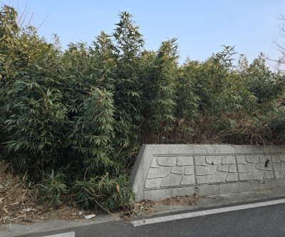 성주읍 저렴한 대지 매물 이미지